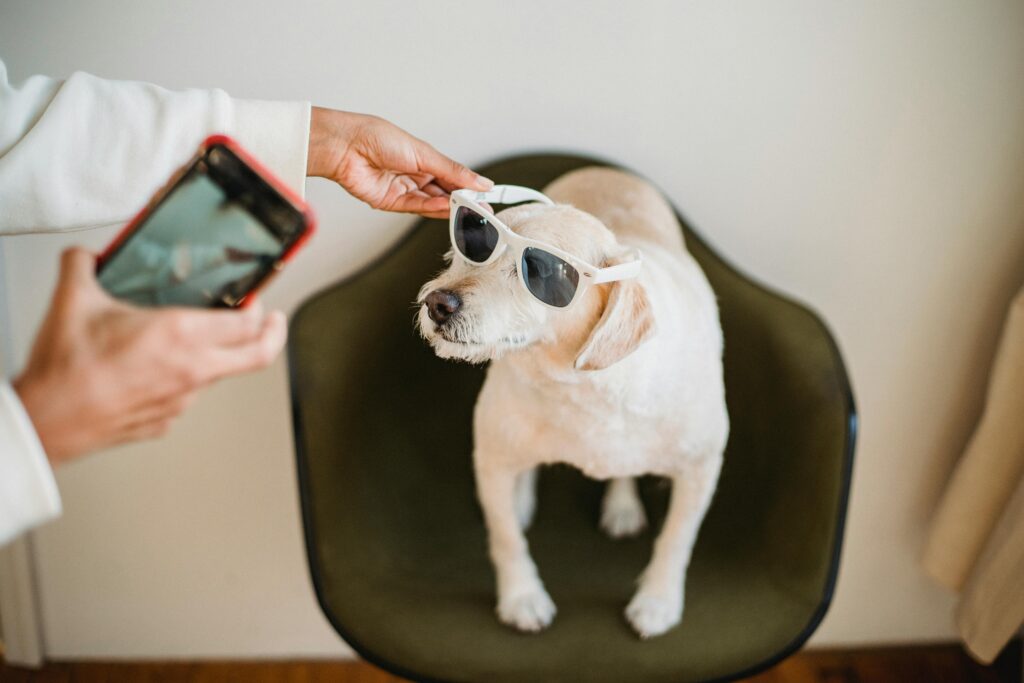 Dog Model Influencers of 2024